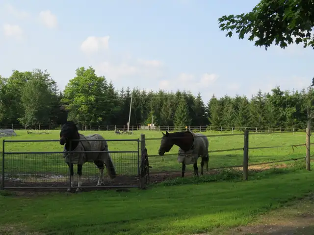 Horse Board - Stall Available