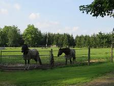 Horse Board - Stall Available