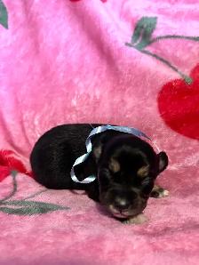 6 puppies available, vet checked ready to go may 6th.