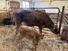 Jersey Cow/calf pair (first calving)