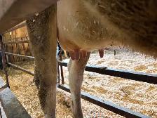 Jersey Cow/calf pair (first calving) - Photo 2