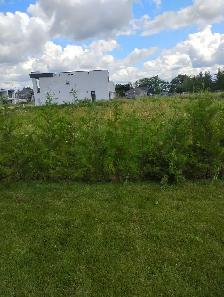 cedar trees cedar trees cedar trees - Photo 2