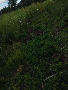 cedar trees cedar trees cedar trees - Photo 4