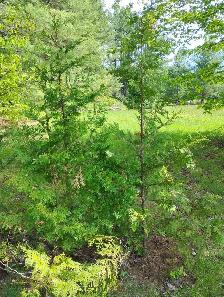 cedar trees cedar trees cedar trees - Photo 5