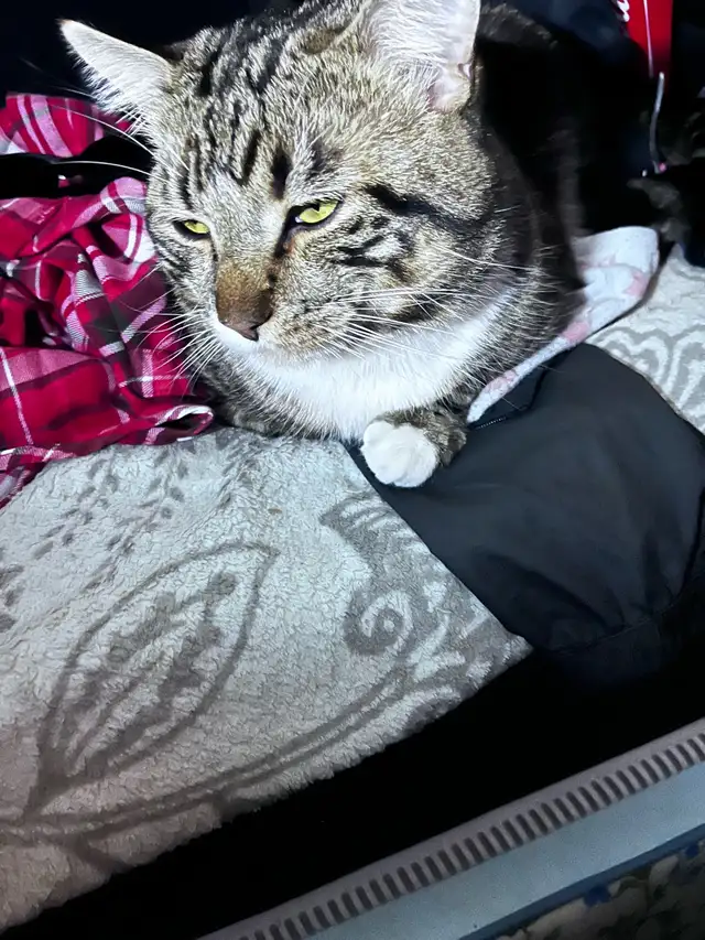 Pure Bread Male Egyptian Mau