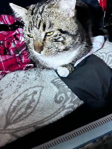 Pure Bread Male Egyptian Mau