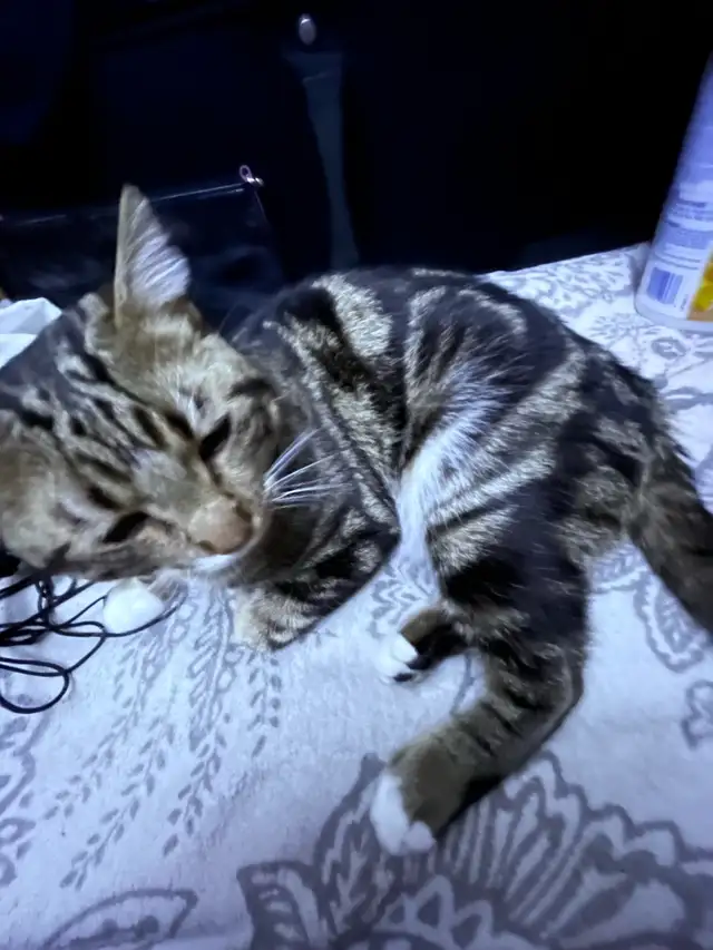 Pure Bread Male Egyptian Mau - Photo 2