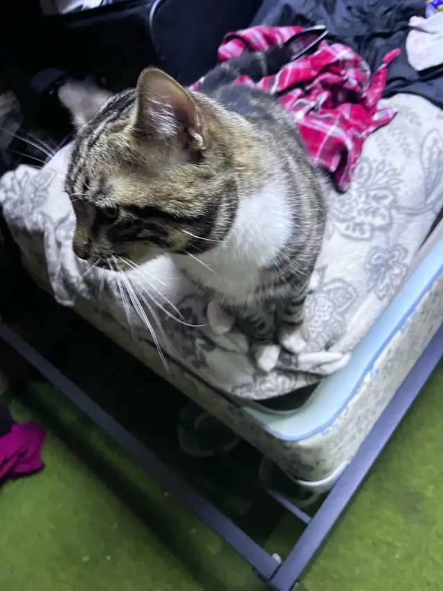 Pure Bread Male Egyptian Mau - Photo 6