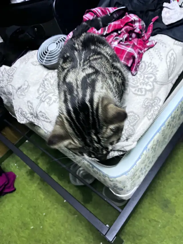 Pure Bread Male Egyptian Mau - Photo 8