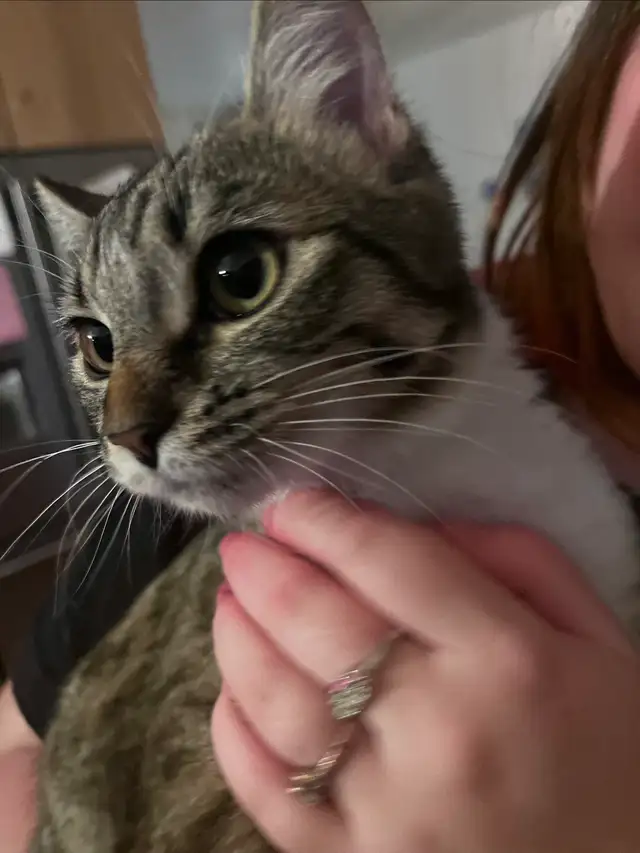 Pure Bread Male Egyptian Mau - Photo 9