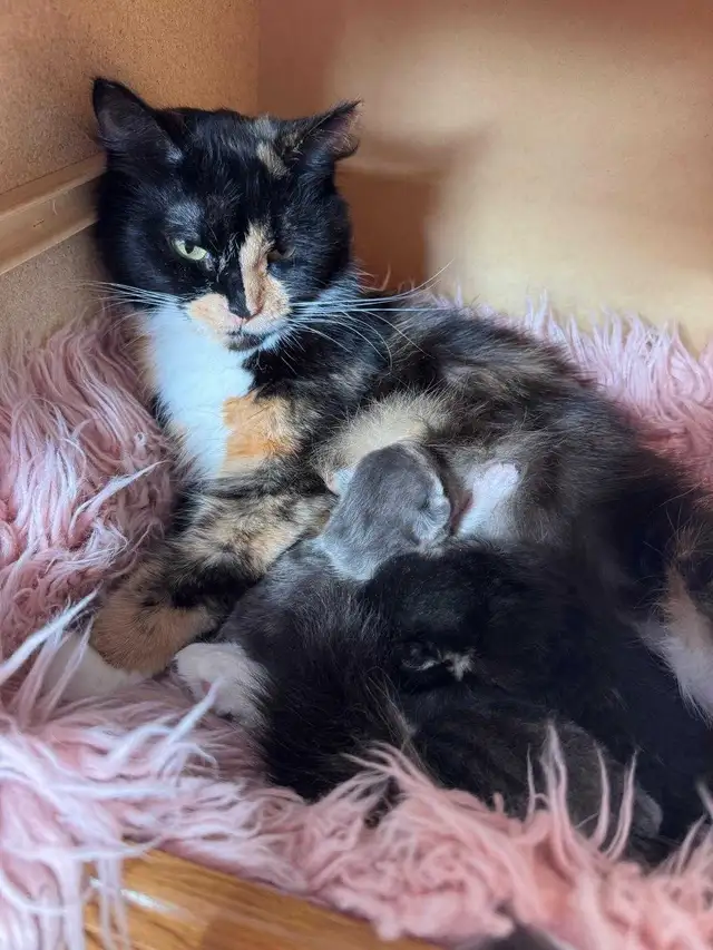 Cat n kittens