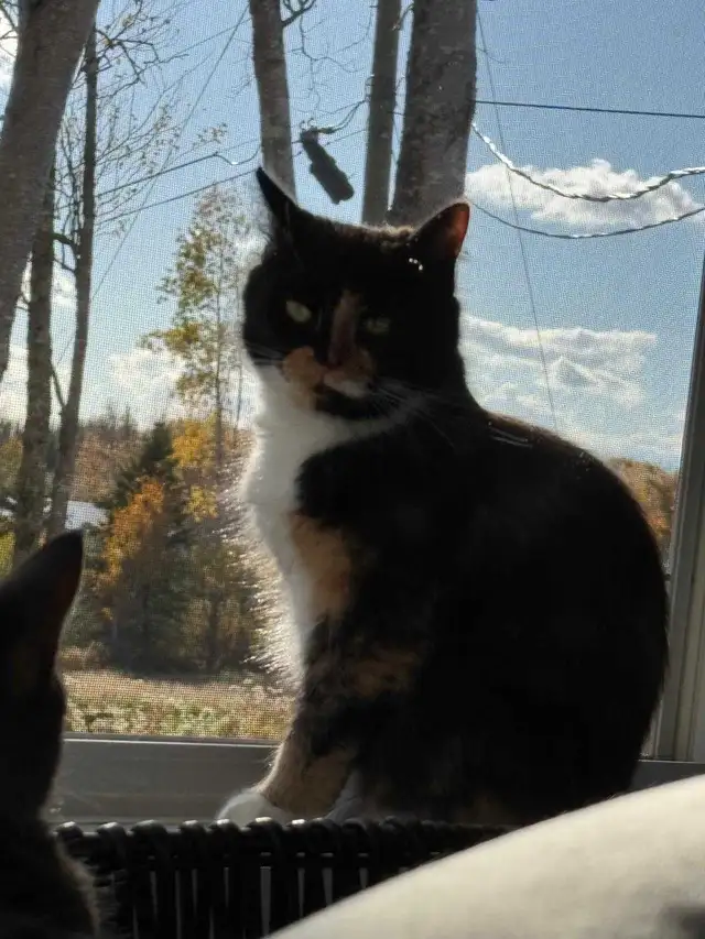 Cat n kittens - Photo 2