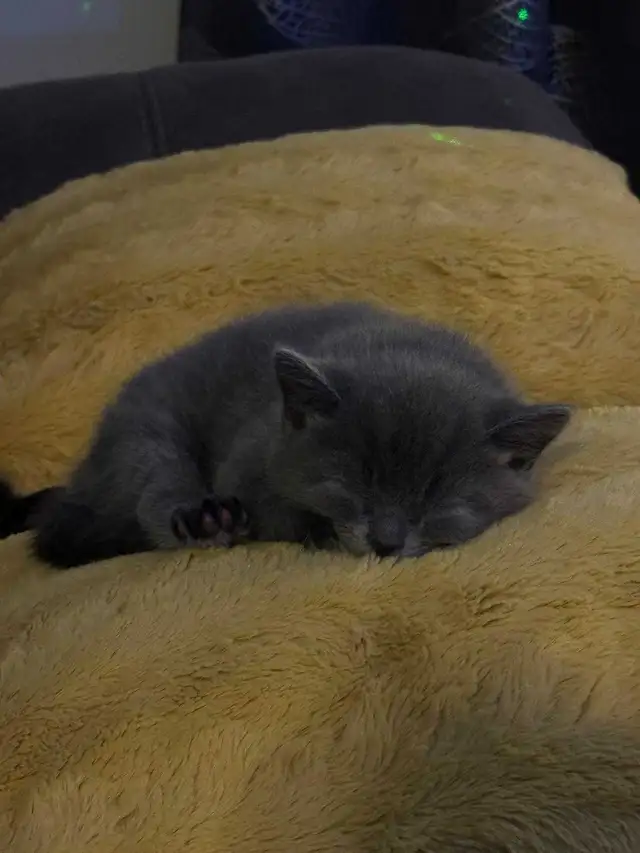 Cat n kittens - Photo 5