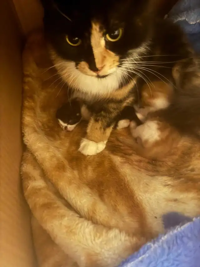 Cat n kittens - Photo 7