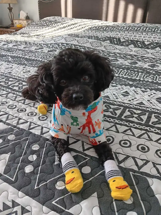 caniche toy mâle 2ans et demi