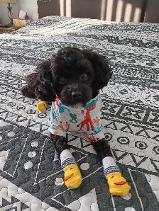 caniche toy mâle 2ans et demi