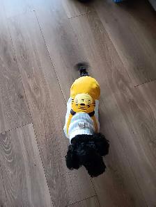 caniche toy mâle 2ans et demi - Photo 2