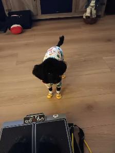 caniche toy mâle 2ans et demi - Photo 3