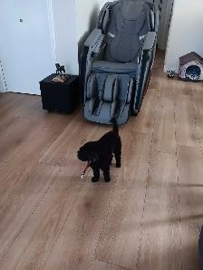 caniche toy mâle 2ans et demi - Photo 4