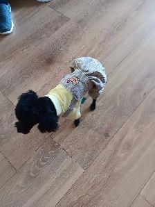 caniche toy mâle 2ans et demi - Photo 5