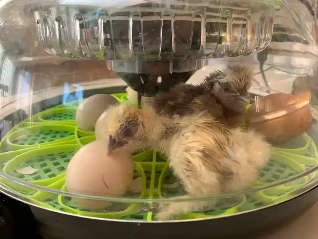 Hatching eggs/chicks &  available and incubator rental!