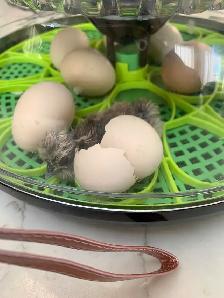 Hatching eggs/chicks &  available and incubator rental! - Photo 2