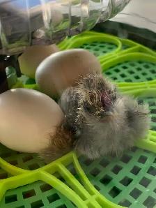 Hatching eggs/chicks &  available and incubator rental! - Photo 3
