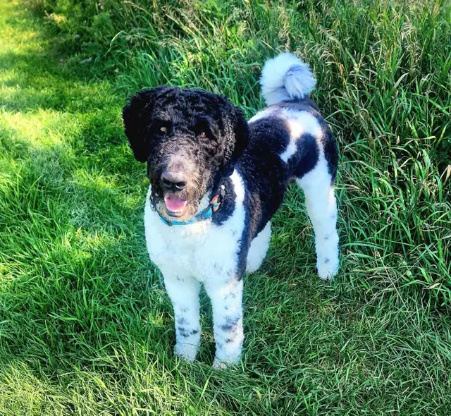 Goldendoodle Puppies Arriving in April