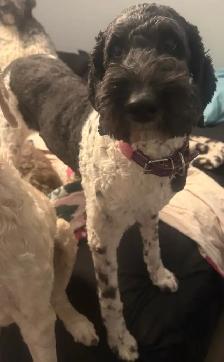 Goldendoodle Puppies Arriving in April - Photo 2