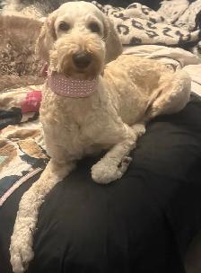 Goldendoodle Puppies Arriving in April - Photo 2