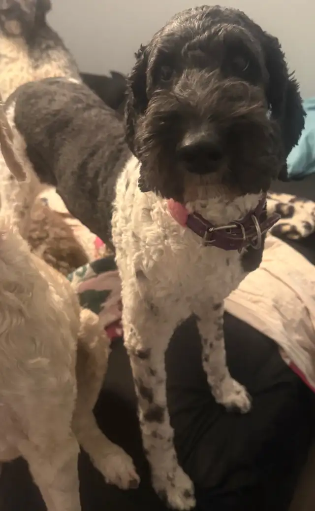 Goldendoodle Puppies Arriving in April - Photo 3