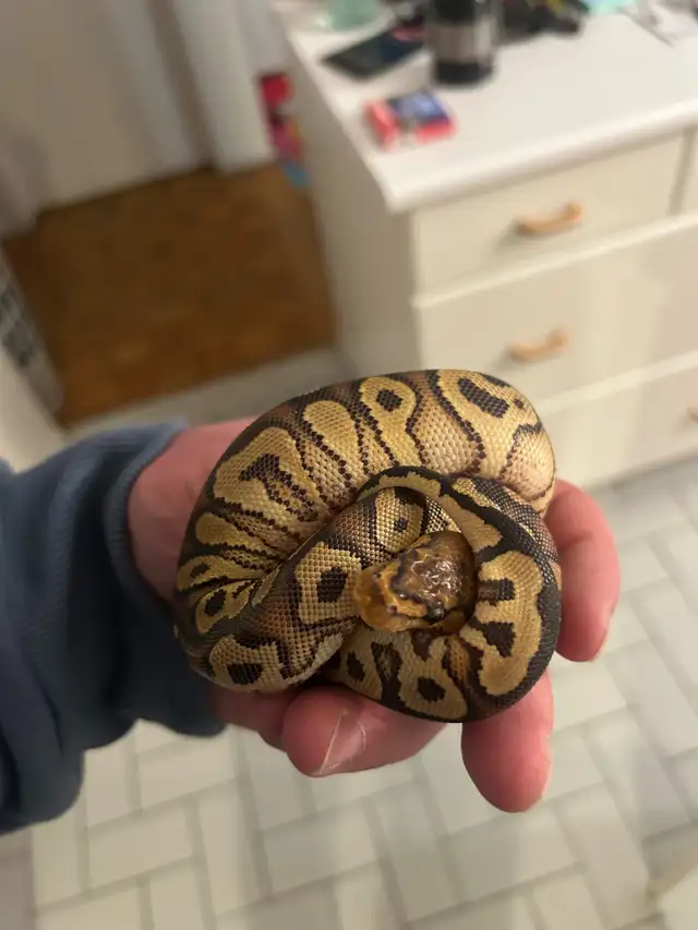 python royal avec equipement