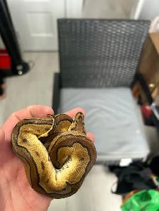 python royal avec equipement - Photo 2