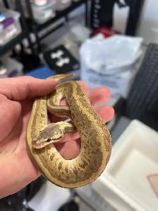 python royal avec equipement - Photo 3