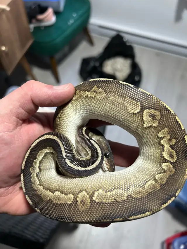 python royal avec equipement - Photo 4
