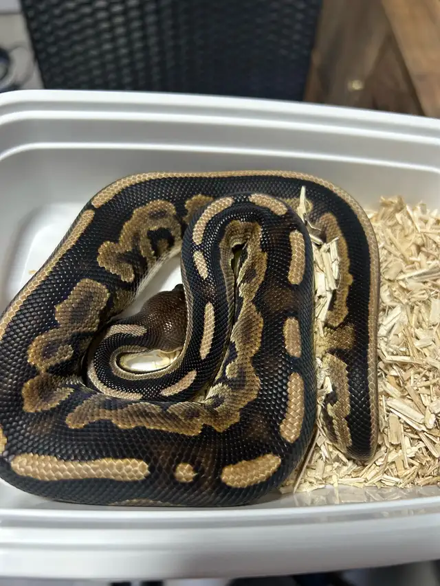 python royal avec equipement - Photo 5