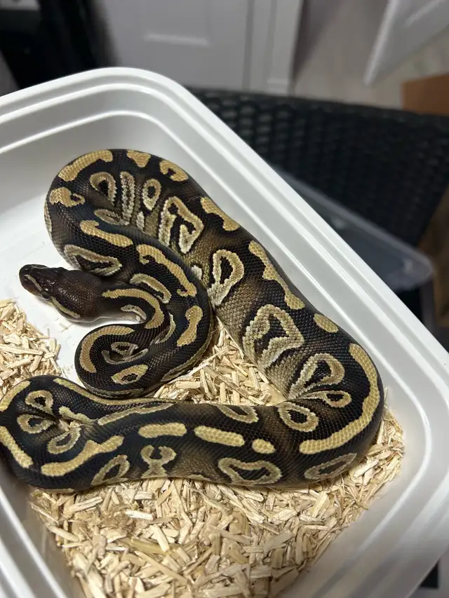 python royal avec equipement - Photo 6