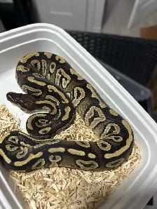 python royal avec equipement - Photo 6