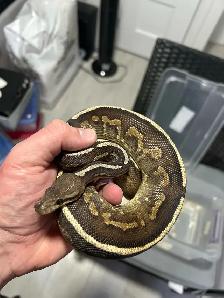 python royal avec equipement - Photo 7