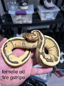 python royal avec equipement - Photo 8