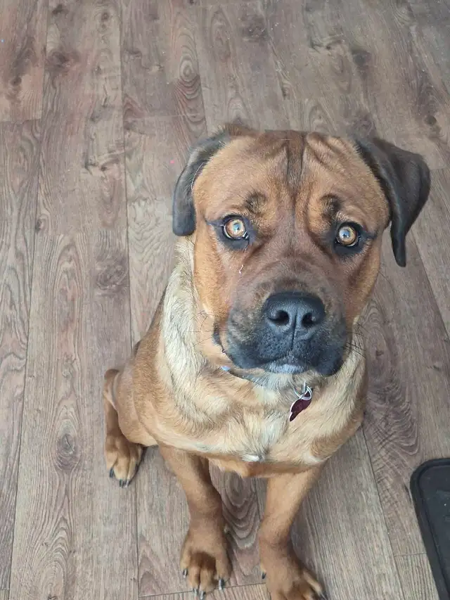 cane corso mélanger avec rotweiler