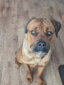 cane corso mélanger avec rotweiler