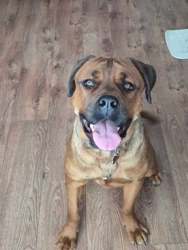 cane corso mélanger avec rotweiler - Photo 2