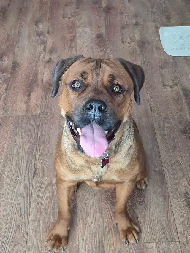 cane corso mélanger avec rotweiler - Photo 3