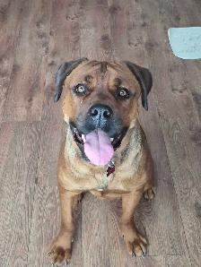 cane corso mélanger avec rotweiler - Photo 3