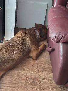 cane corso mélanger avec rotweiler - Photo 4