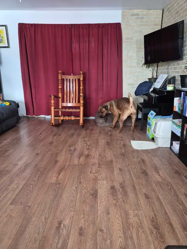 cane corso mélanger avec rotweiler - Photo 5