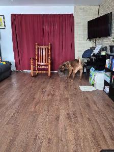 cane corso mélanger avec rotweiler - Photo 5