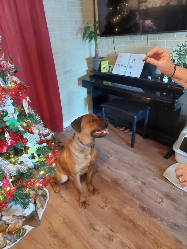 cane corso mélanger avec rotweiler - Photo 6