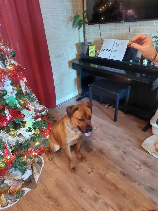 cane corso mélanger avec rotweiler - Photo 7